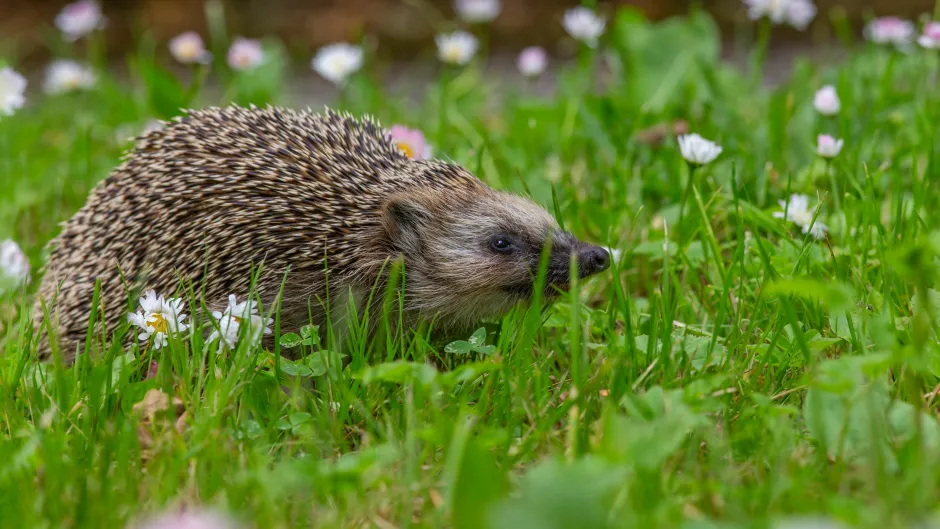 Ein Igel auf einer Blumenwiese